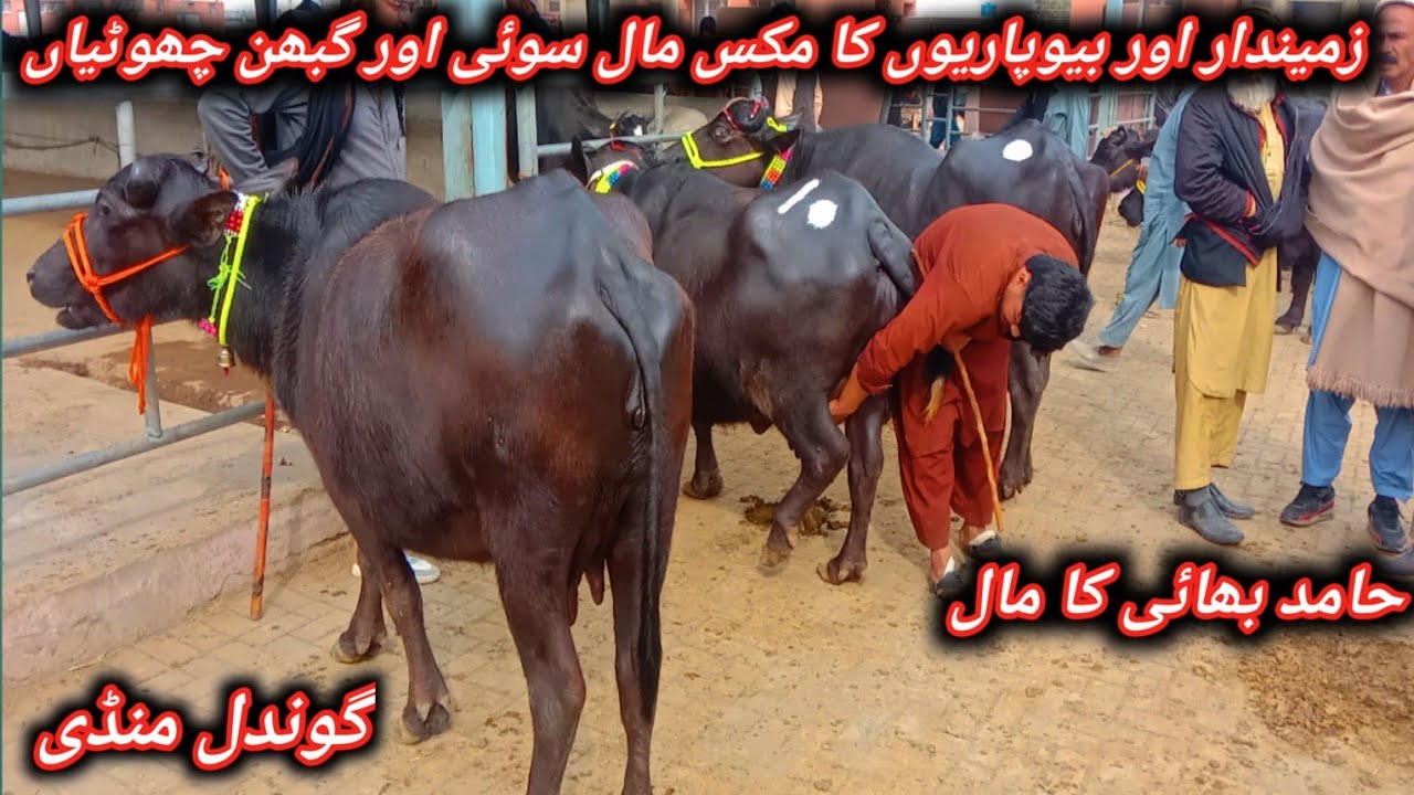 Beautiful Murrah Nili Ravi Pregnant And Milking Buffaloes For Sale At Gondal Maweshi Mandi Attock 