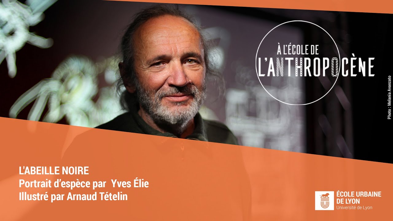 L'abeille noire -  Yves Élie - Portrait d'espèce