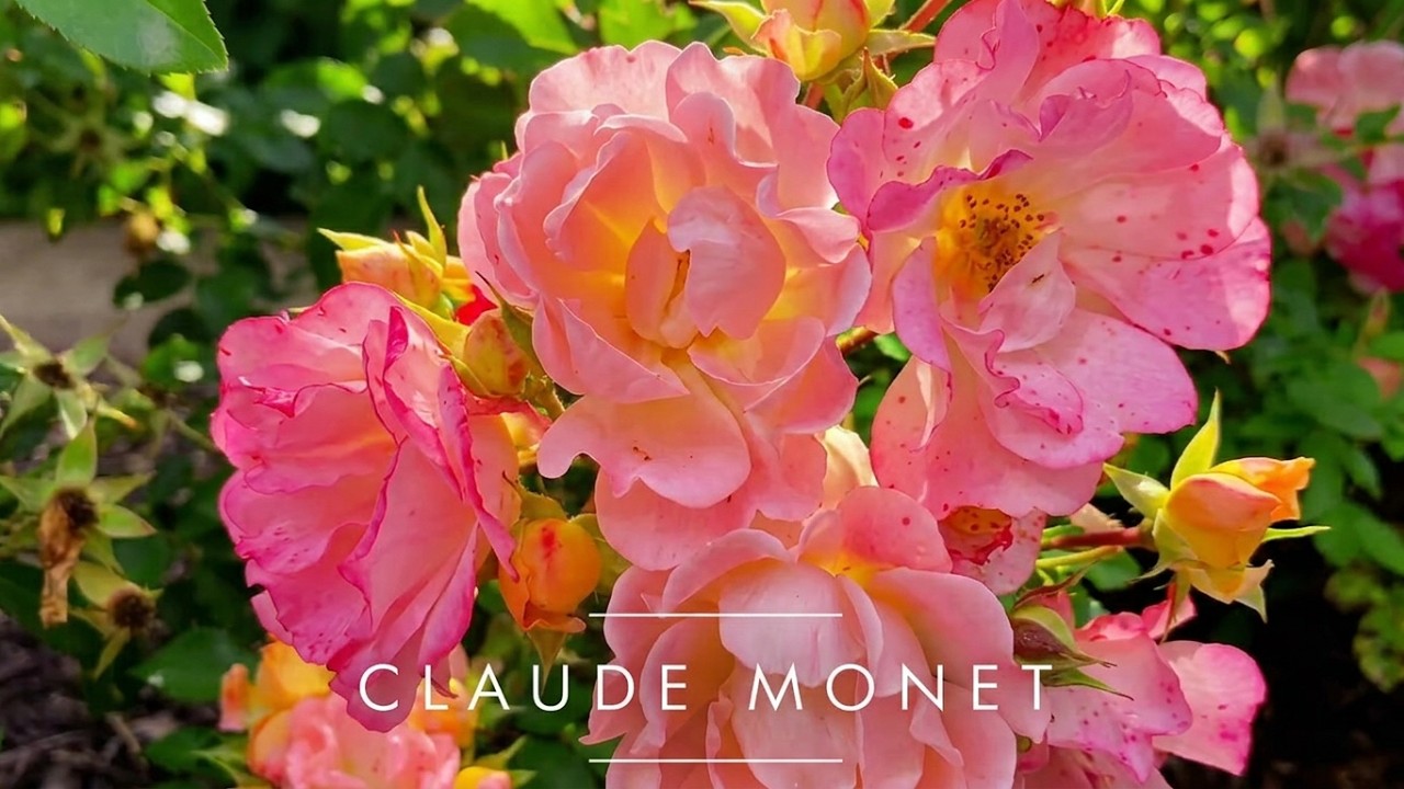 🌿Crystal Morning: The Magic of Sun-Drenched Claude Monet Roses | Healing Garden Moments