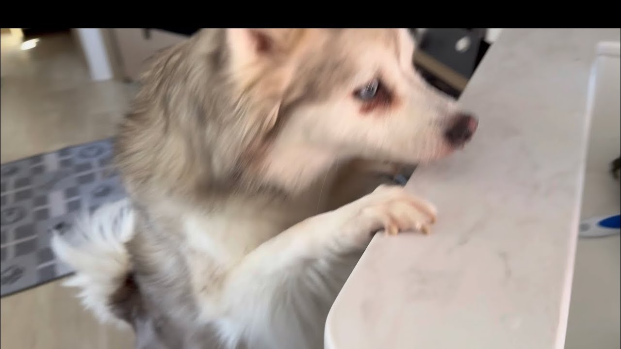 Hide & Treats