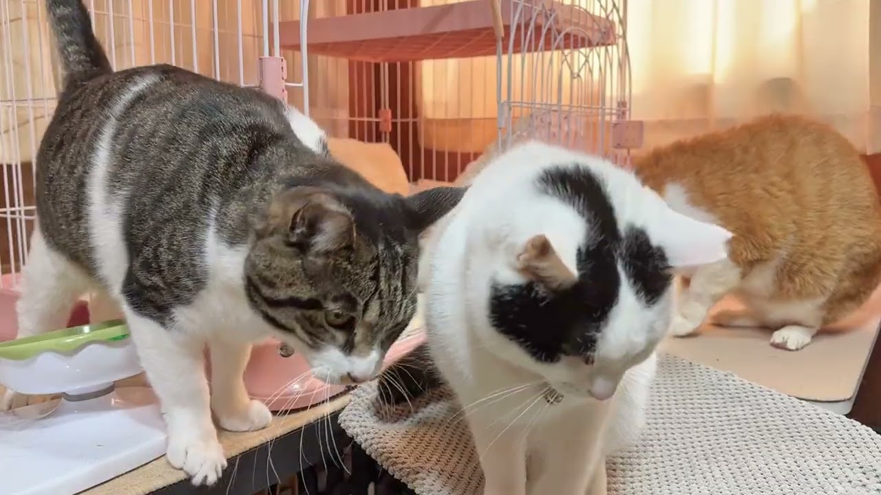 なかよし猫さんたちの朝ごはん【26年2月20日その1】