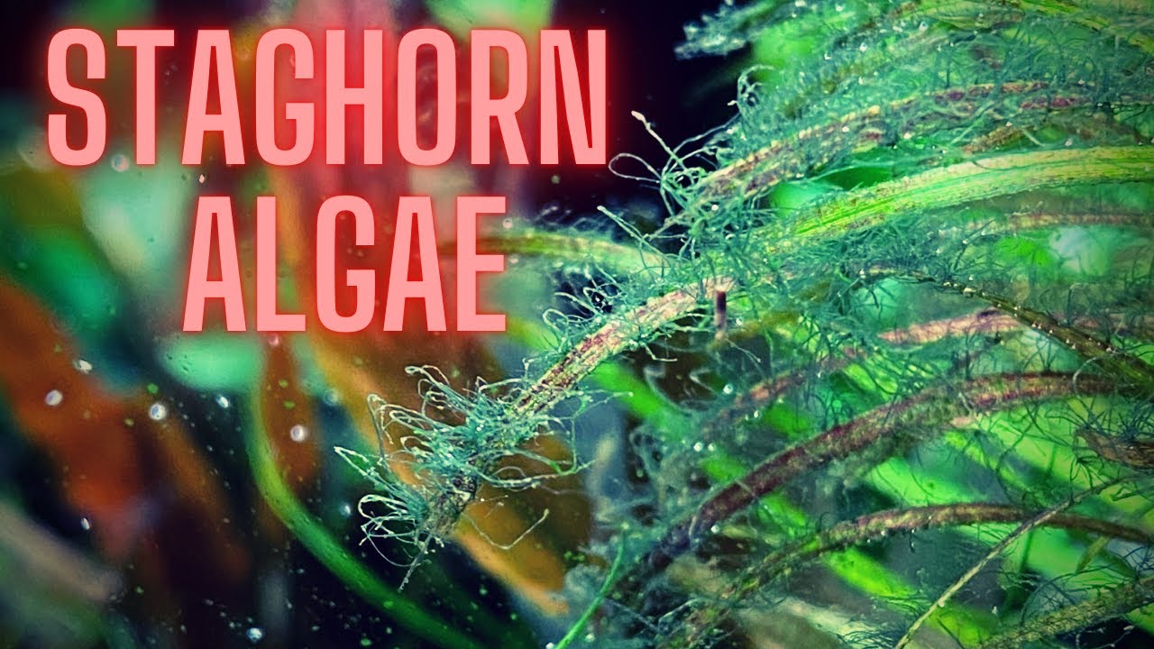 AQUARIUM ALGAE GUIDE Ep #3 - STAGHORN ALGAE TREATMENT