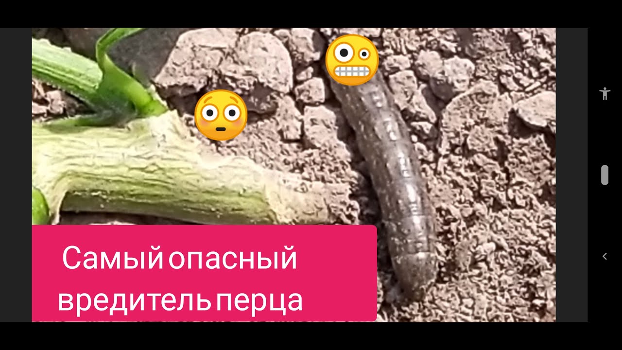 Озимая совка. Опасный вредитель перца и не только.