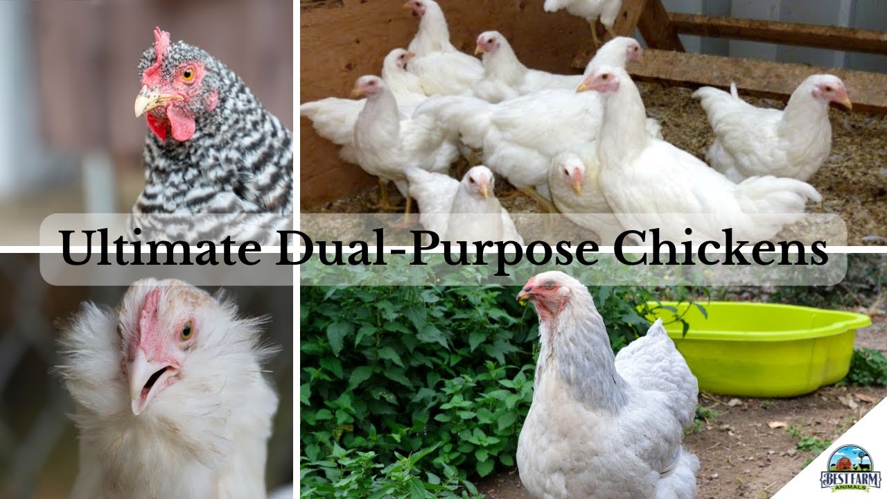 Best Dual Purpose Chickens That Lay Well & Fatten Nicely