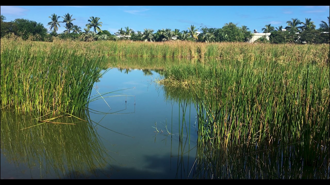 Un &eacute;tang en plein centre de Etang  Sal&eacute; les bains -  &Icirc;le de la R&eacute;union.