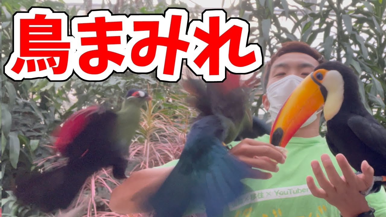 【まさかの鳥まみれ！？】花と鳥の楽園松江フォーゲルパークに行ってきた！【ハシビロコウのフドウくんと対決！】島根県松江市_移175：ﾊﾞｰｳｰ