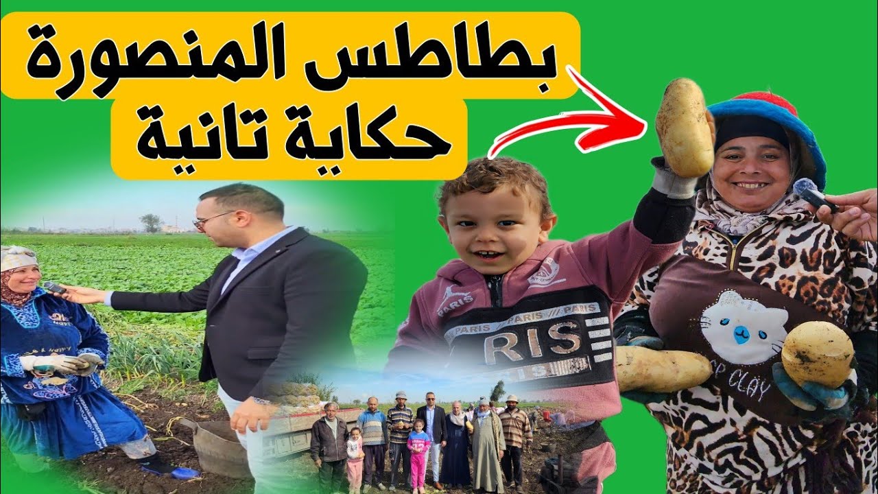 بشرة خير ! حصاد تاريخي للبطاطس في مصر  !  الإنتاج من الحقول للتصدير مباشرة