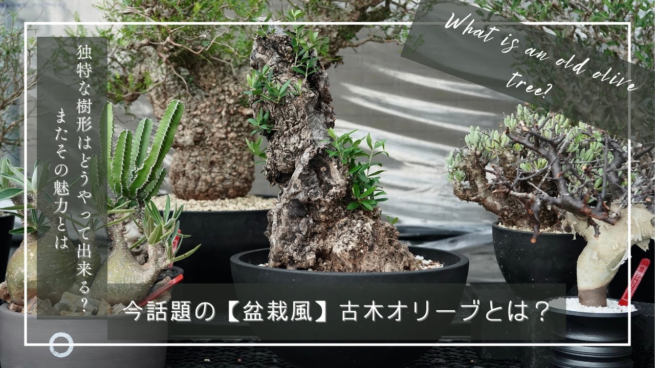 今話題の【盆栽風】古木オリーブとは？独特な樹形はどうやって出来る？またその魅力とは