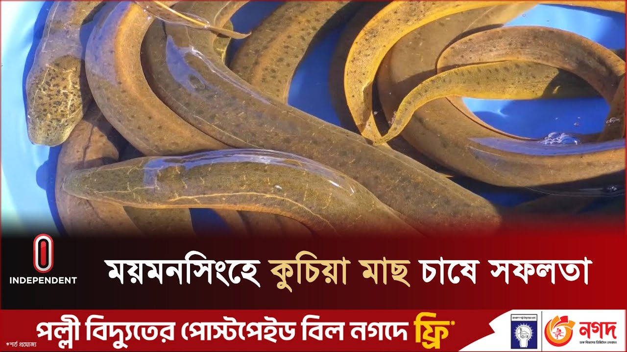 আন্তর্জাতিক বাজারে ‘লাজুক’ কুচিয়ার চাহিদা অনেক | Mymensingh | Kuchia Fish | Independent TV