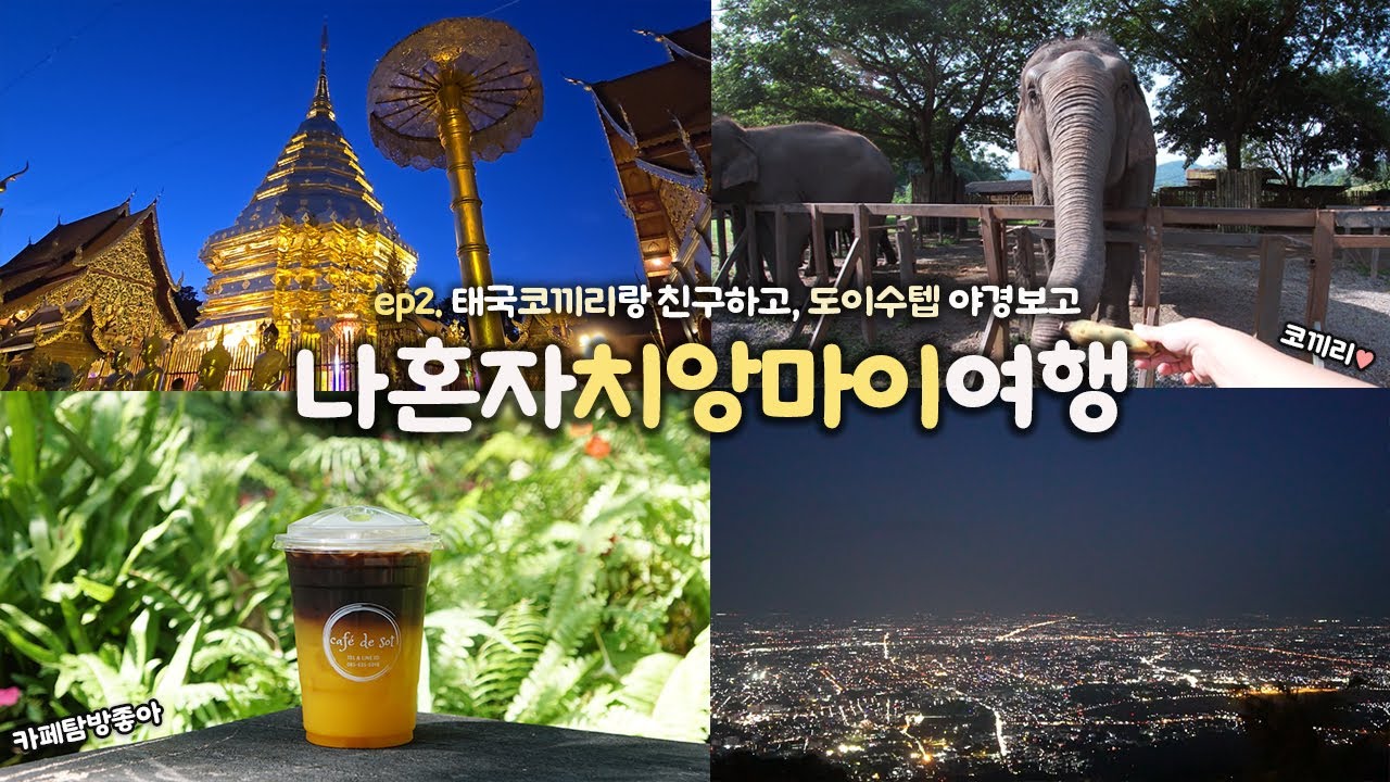 나혼자 치앙마이 여행｜ep2. 코끼리와의 만남 🐘 도이수텝 멀미.. 아니고 야경투어 ｜커피 중독, 카오소이 탐방｜꽤 재밌다..? 😖｜혼자 태국여행 하는사람er
