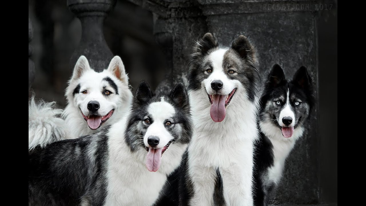 Top kennel of Yakutian Laika Almazy  Anabara.