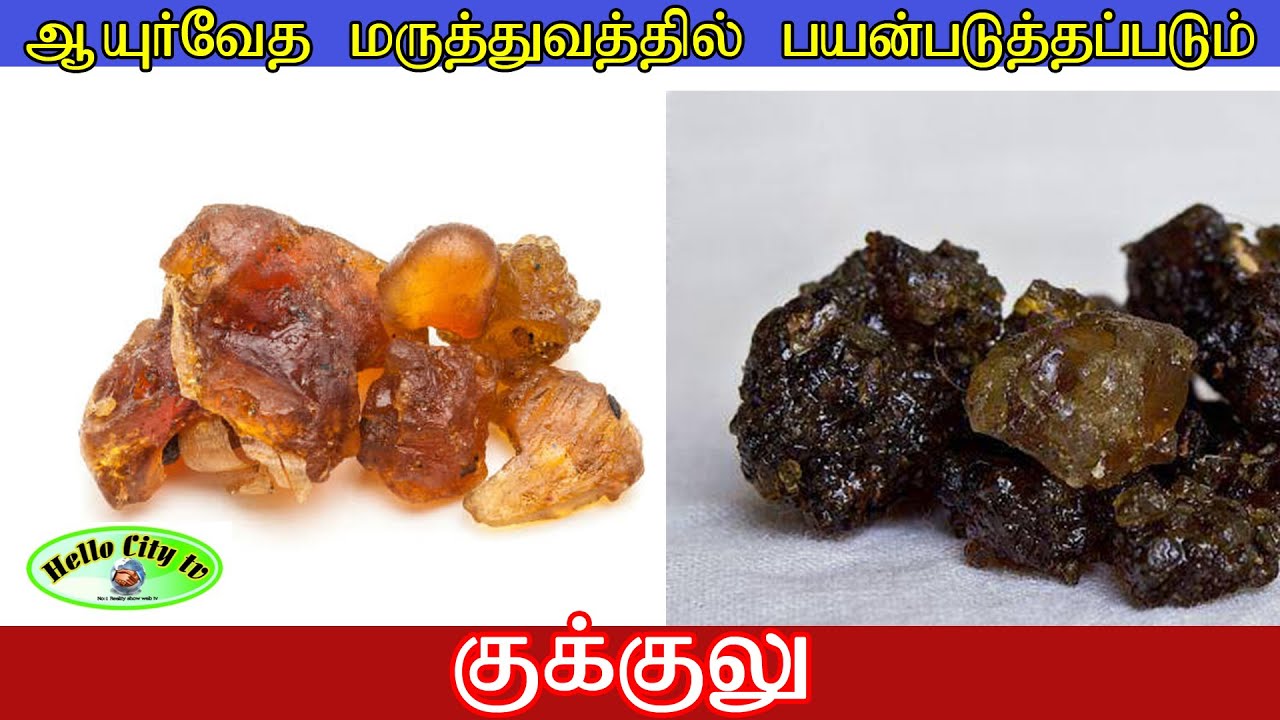 ஆயுர்வேத மருத்துவத்தில் பயன்படுத்தப்படும் குக்குலு | Guggulu used in Ayurveda Medicine Hello City Tv