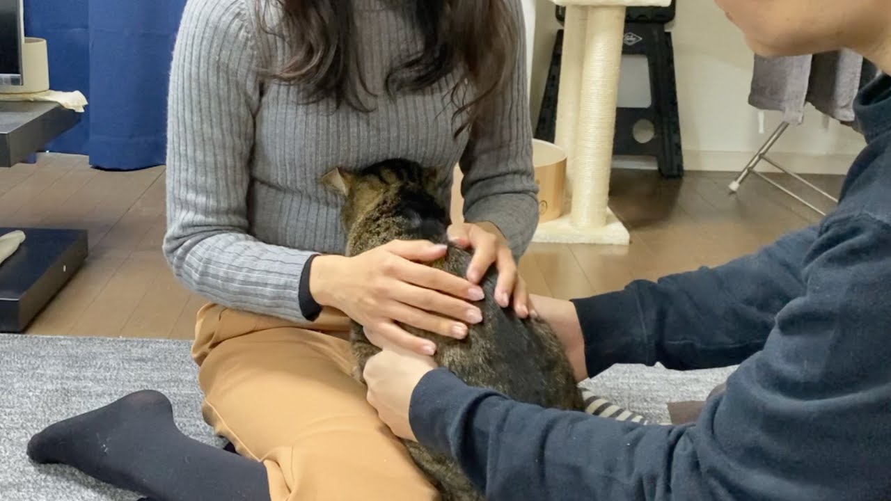 爪切りが怖くて嫁の胸に顔をうずめる凶暴猫がこちら...
