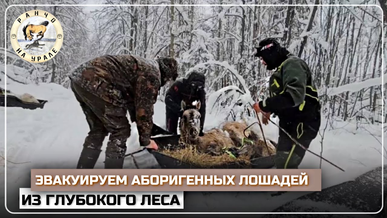 Продолжаем поиски Башкирских лошадей | Вывозим из лесу маленьких жеребят | Деревенские будни