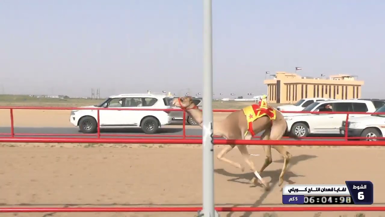 6 الشوط السادس لقايا قعدان انتاج كويتي الاحد 08 02 2026