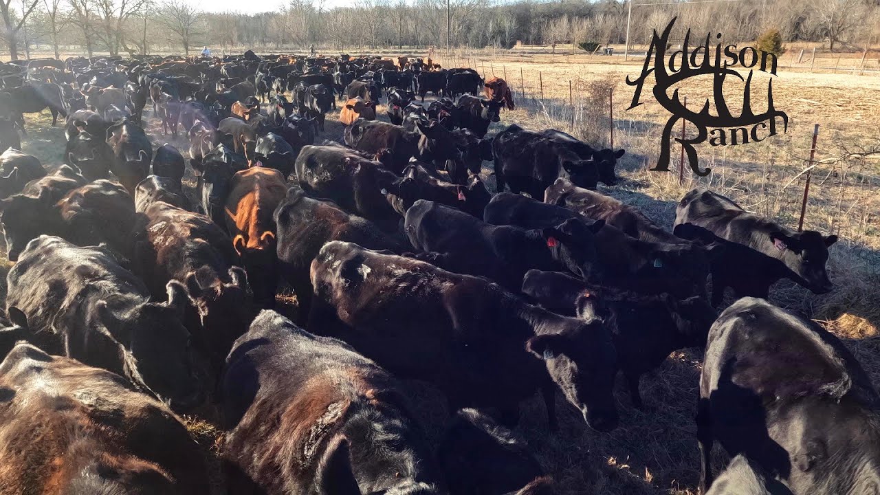 SELLING COWS | Sorting Dry Cows, Herd Cleanup & Cattle Market Strategy