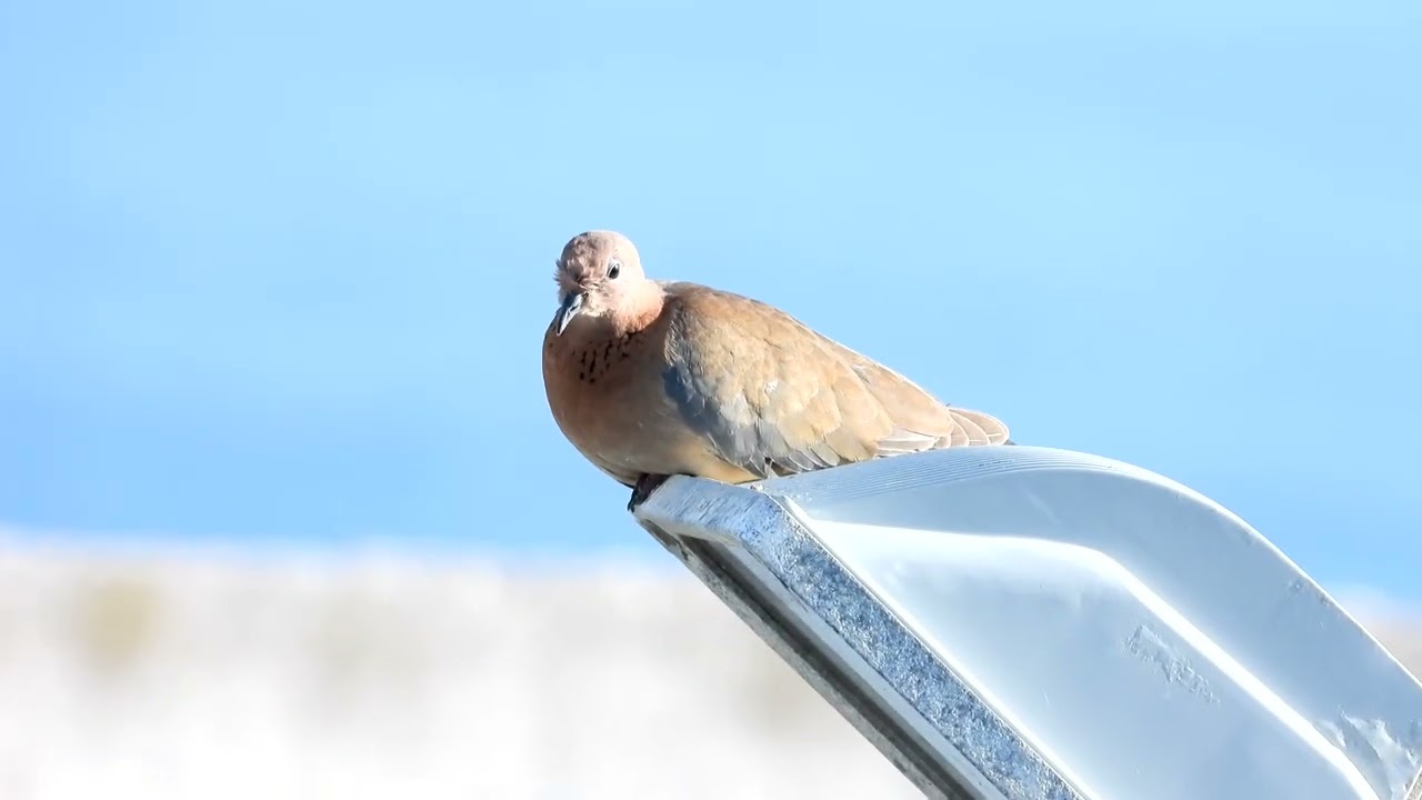 Laughing Dove