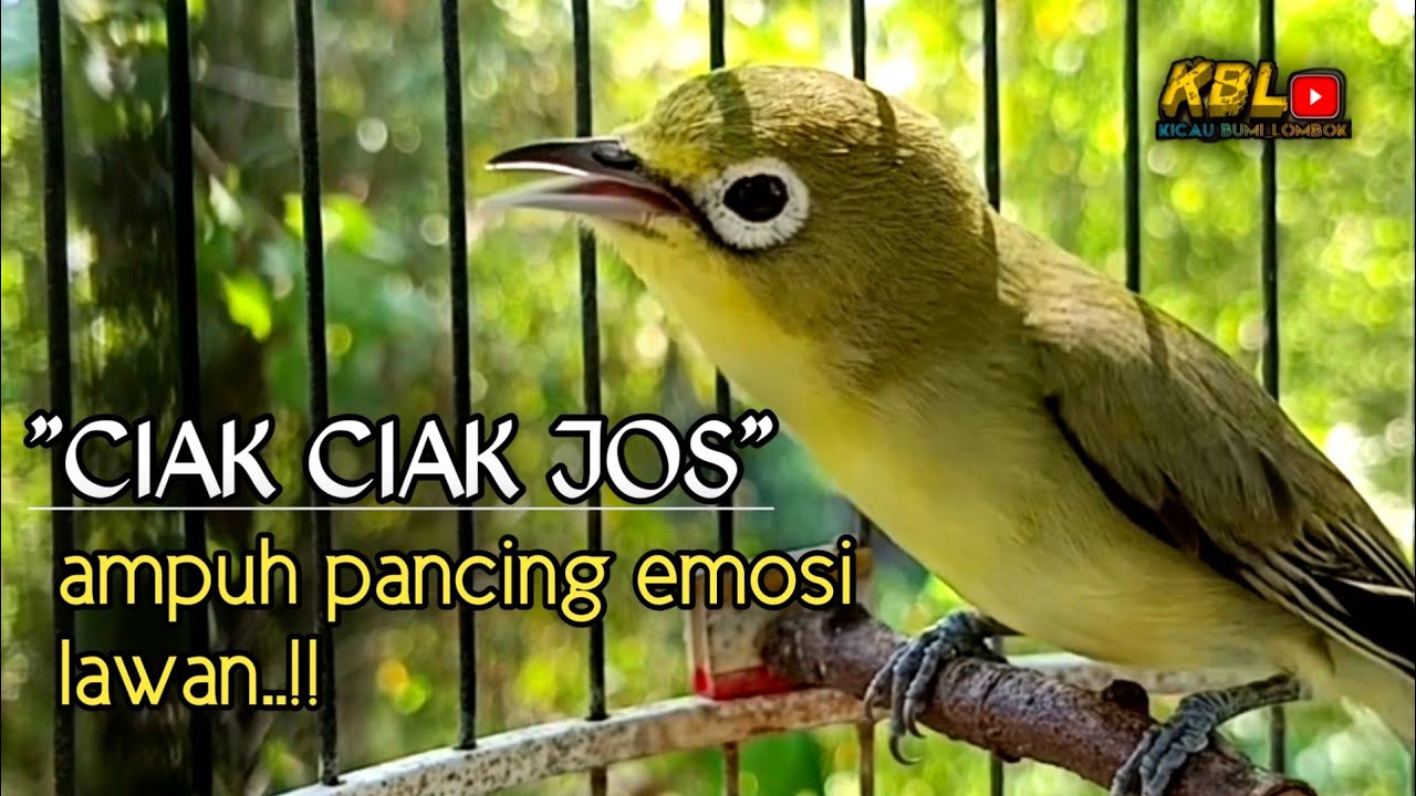 CIAK CIAK JOSS KECIAL KUNING AMPUH||PANCINGAN KECIAL MALAS BUNYI||