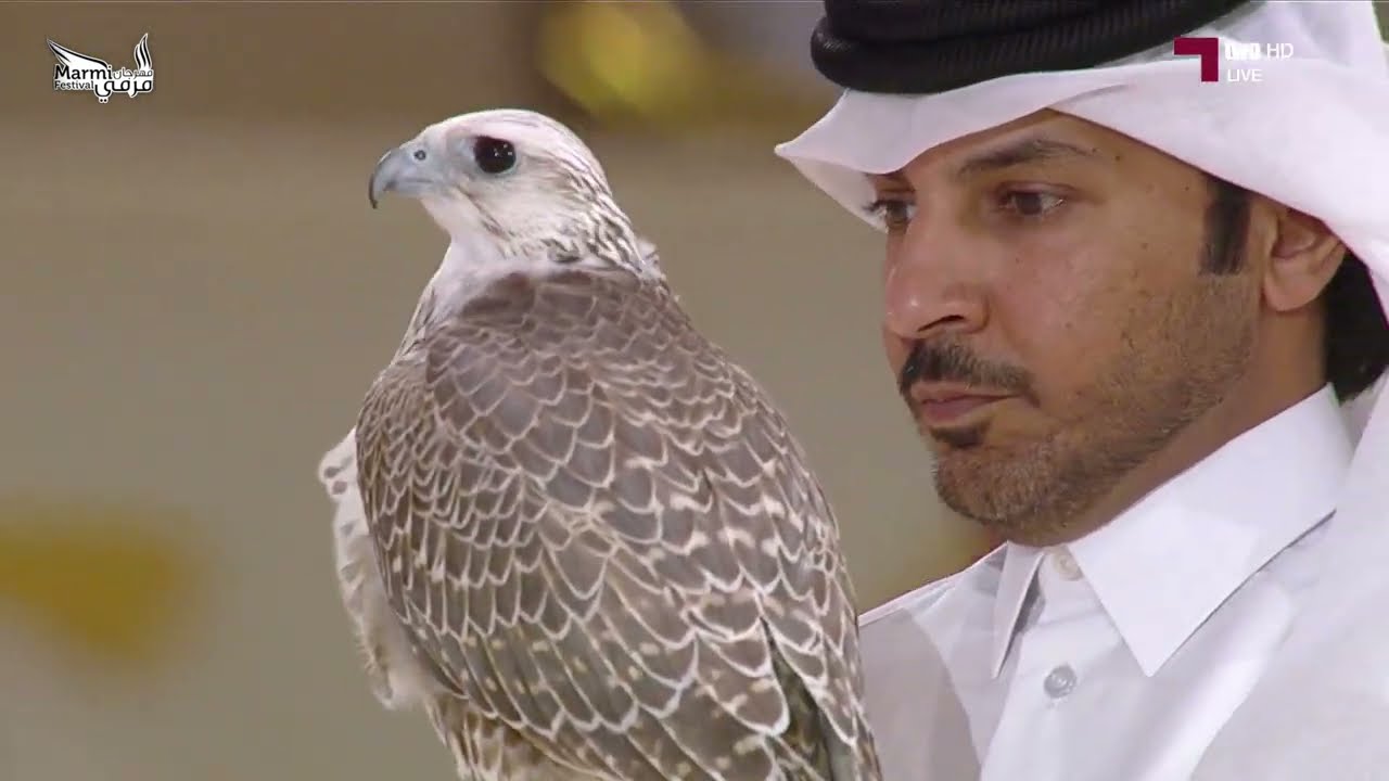 بطولة المزاين 2024