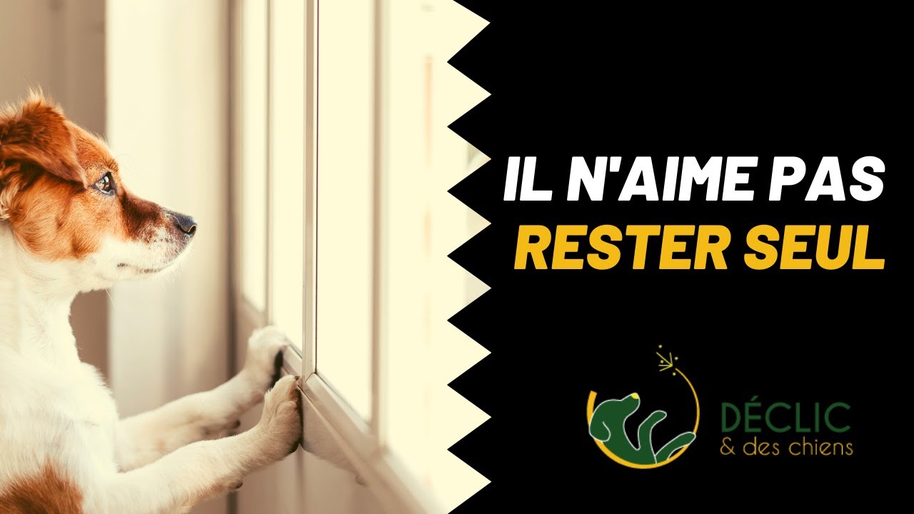 Comment apprendre a mon chien a rester seul ?