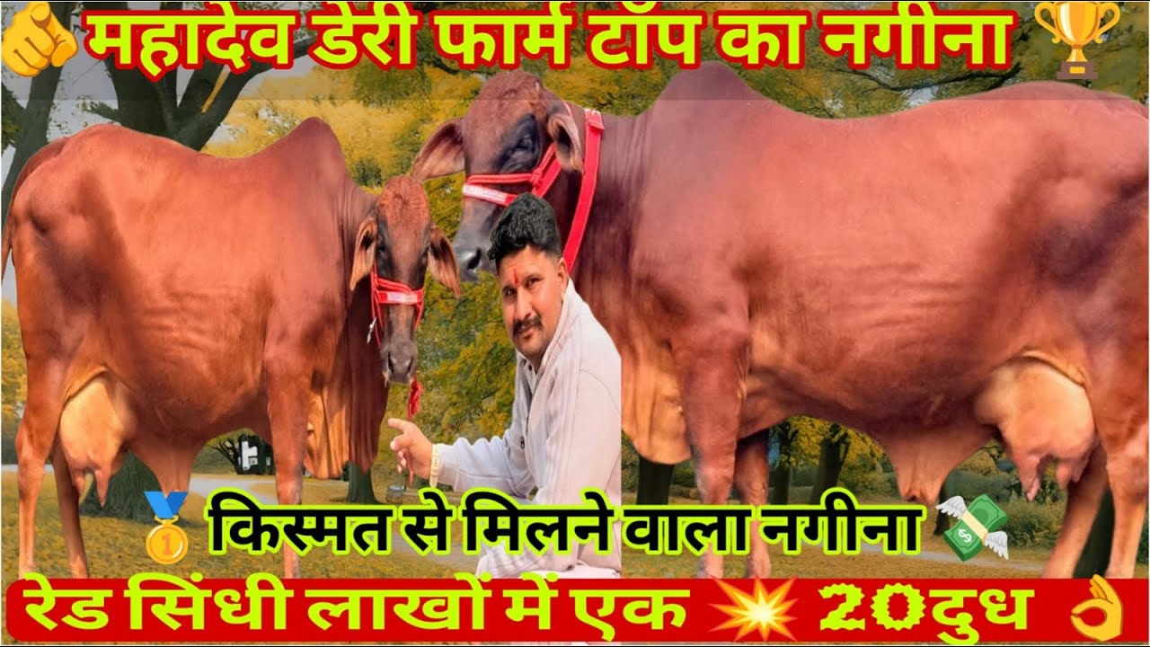 लाखों में मिलेगी एक 🏆 चैंपियन रेड सिंधी साहीवाल 💥 20 लीटर दूध की 🔝 पैसे से नहीं किस्मत से मिलती है 🤔