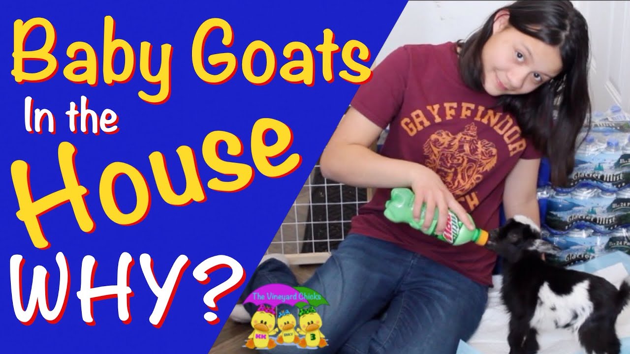 Goat's Crazy Play Date | Caring for Rejected Goat (EP-93)