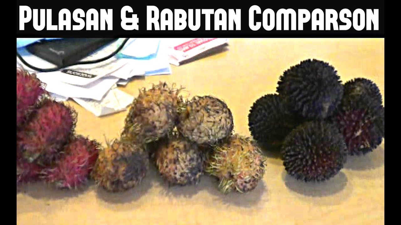 Pulasan, Red & Yellow Rambutan Comparison - Weird Fruit Explorer Ep. 39