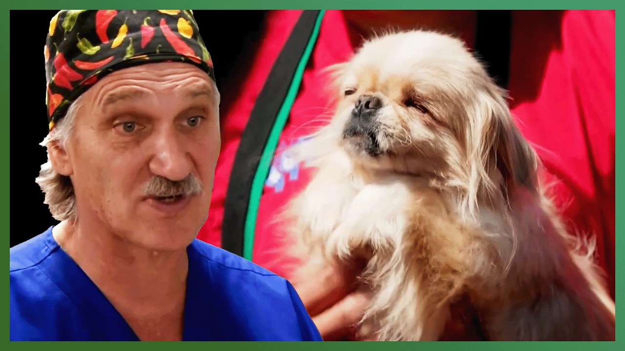 28 Puppy Mill Dogs Get a Second Chance | Dr. Jeff: Rocky Mountain Vet | Love Animals