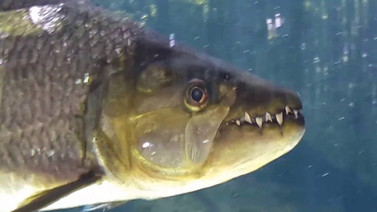 River Safari Singapore Zoo Tiger Fish