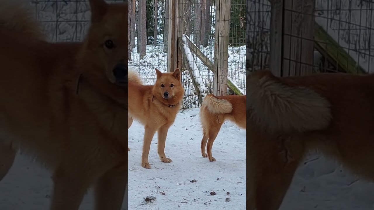 Suomenpystykorvat kosiomatkalla