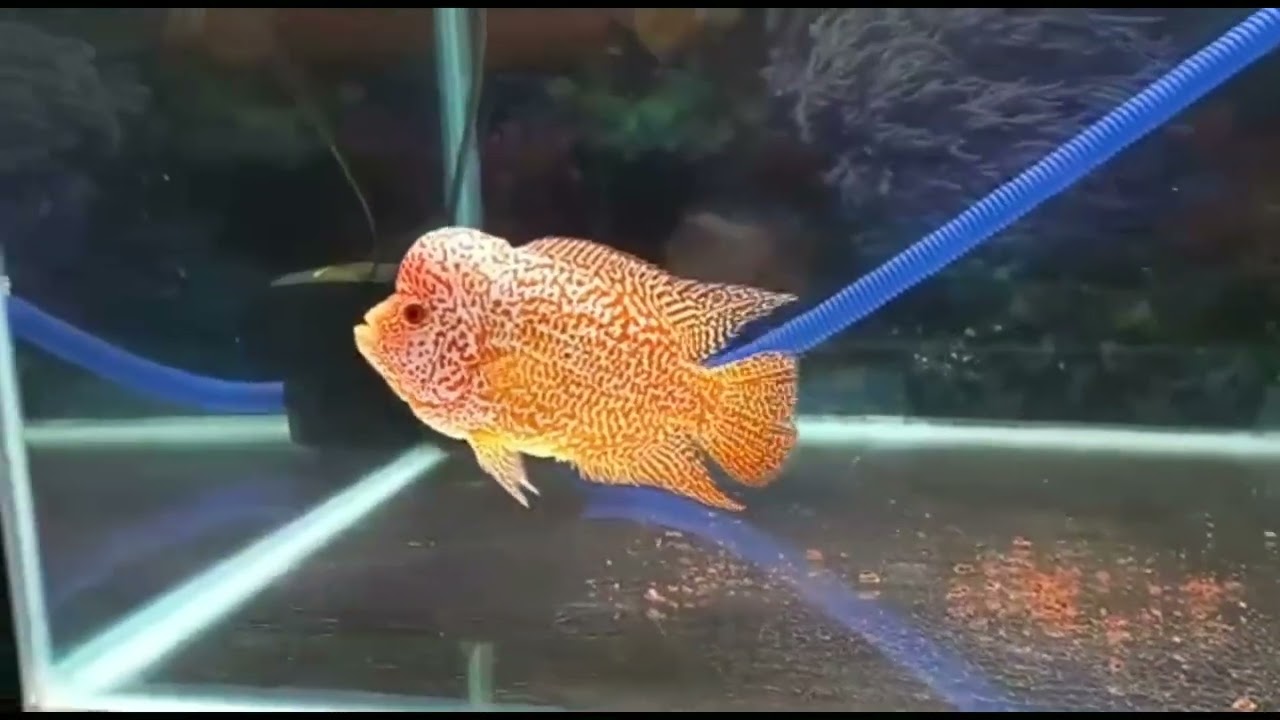 The world's best Genetic Golden Base Flowerhorn