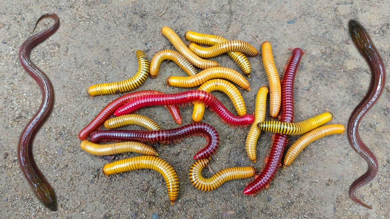 Tangkap ikan belut dan kaki seribu, luwing, ikan lele, ikan hias, kura kura lucu, ikan betok