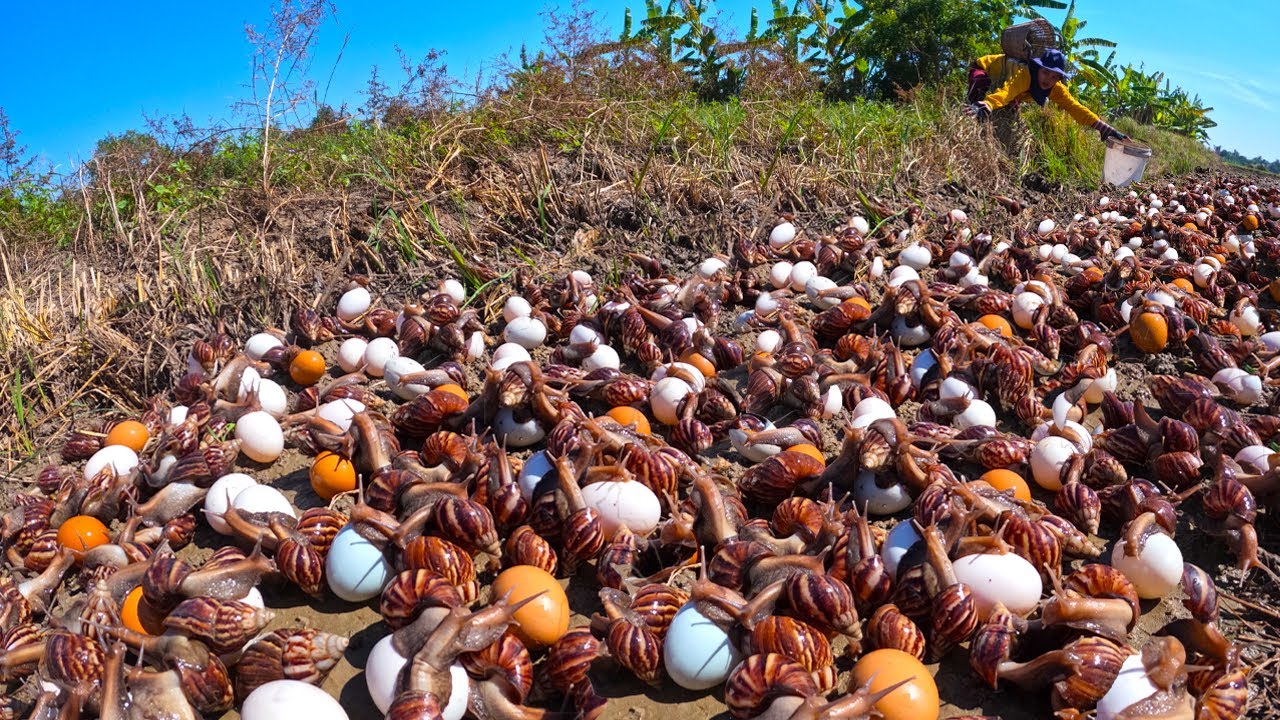 Amazing - a female farmer Harvest duck eggs and snails a lot at field near village by best hand