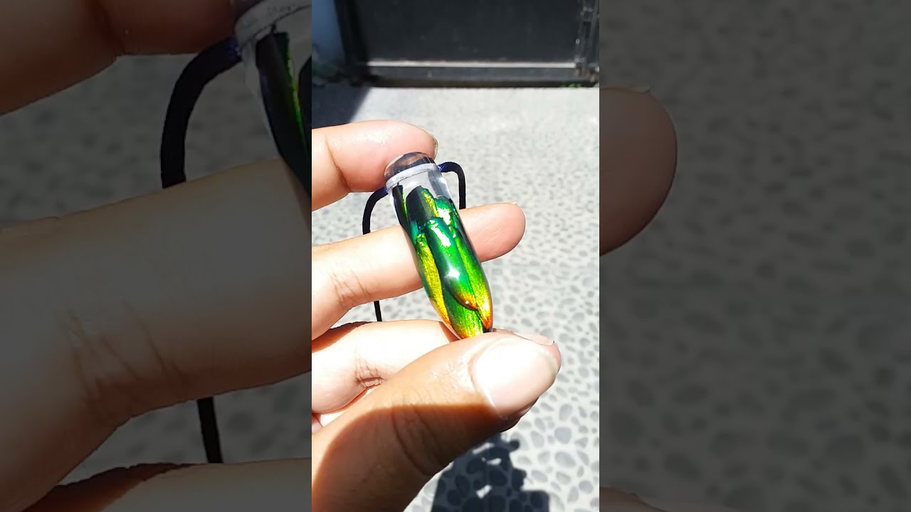 Resin pendant made from jewel beetle insect wings #beetle #jewel #resin #insects #jewllery