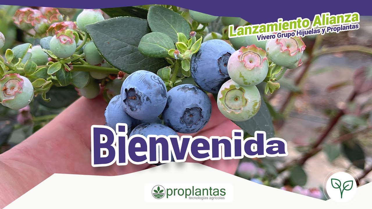 🌱🤝Bienvenida - Lanzamiento Alianza Grupo Hijuelas y Proplantas.🫐🤝