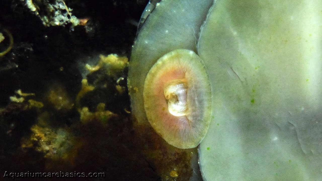 Nerite Snails Eating Algae