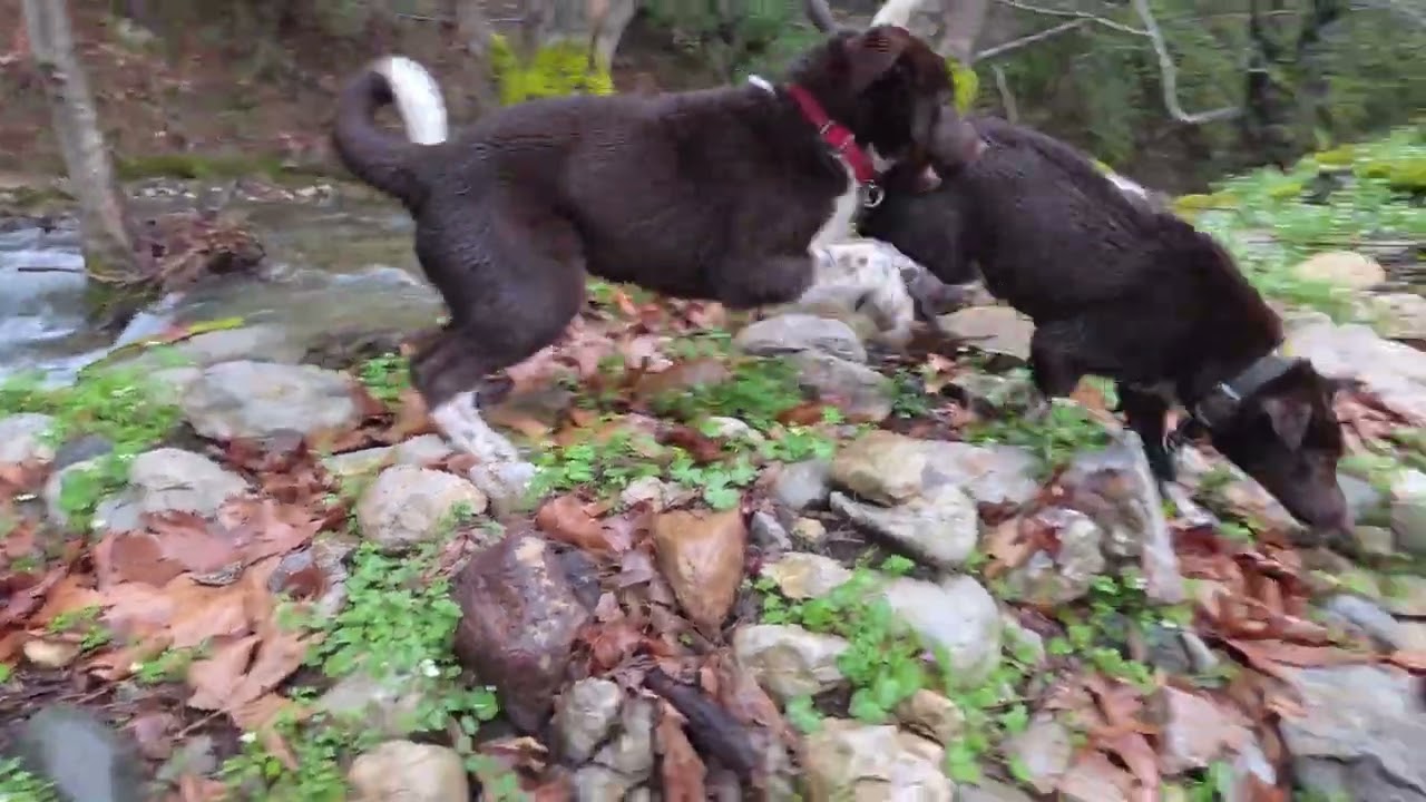 Yağmurda Zerdava K&ouml;peklerimle Dere Macerası! 🌧️🐕 (Ge&ccedil;iş Anı Efsane!)