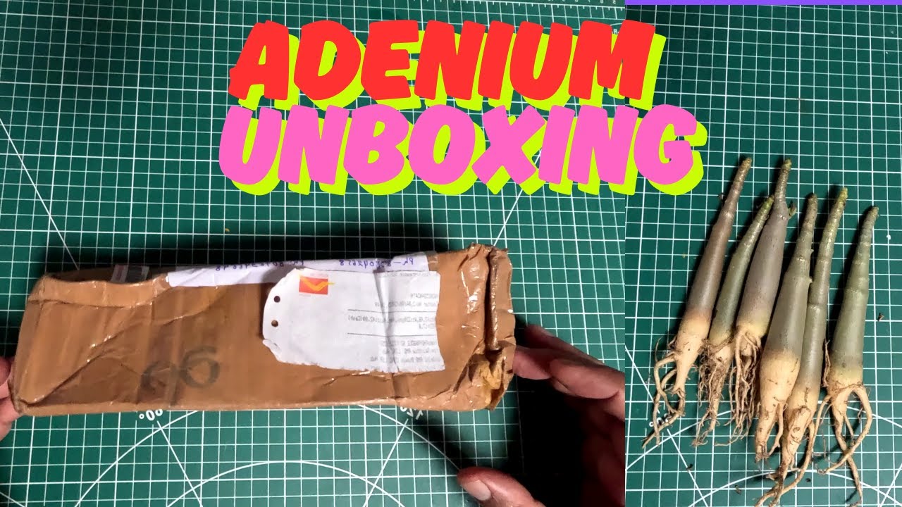🌸 Unboxing Rare Adenium Plant | Desert Rose Beauty 🌱 | सबसे सस्ते Adenium plants मात्र ₹200