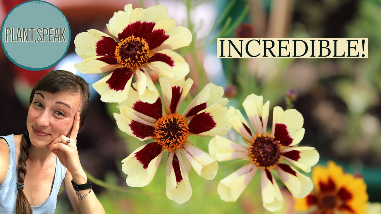 COREOPSIS INCREDIBLE! growing/seeding/planting/hybrids/germinating/plant profile/deer resistant
