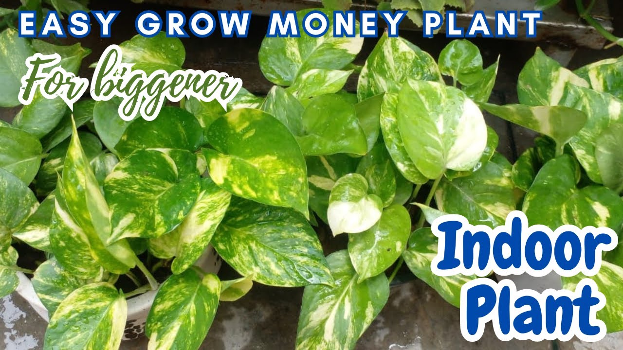 Nursery Secrets Revealed: How to Grow Money Plant Cuttings Faster and Easier