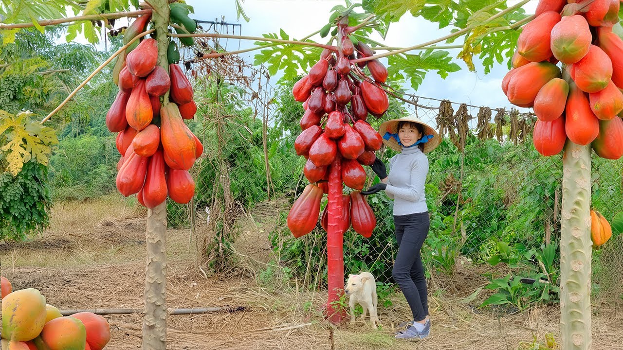 Harvesting Ripe and Succulent Red Papaya & Going To Market Sell - Cooking | Thu's Country Life