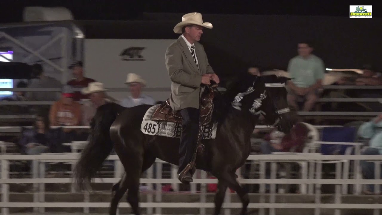 Celebration 2021 Ava, Missouri Foxtrotter 3 Yr. Open WGC