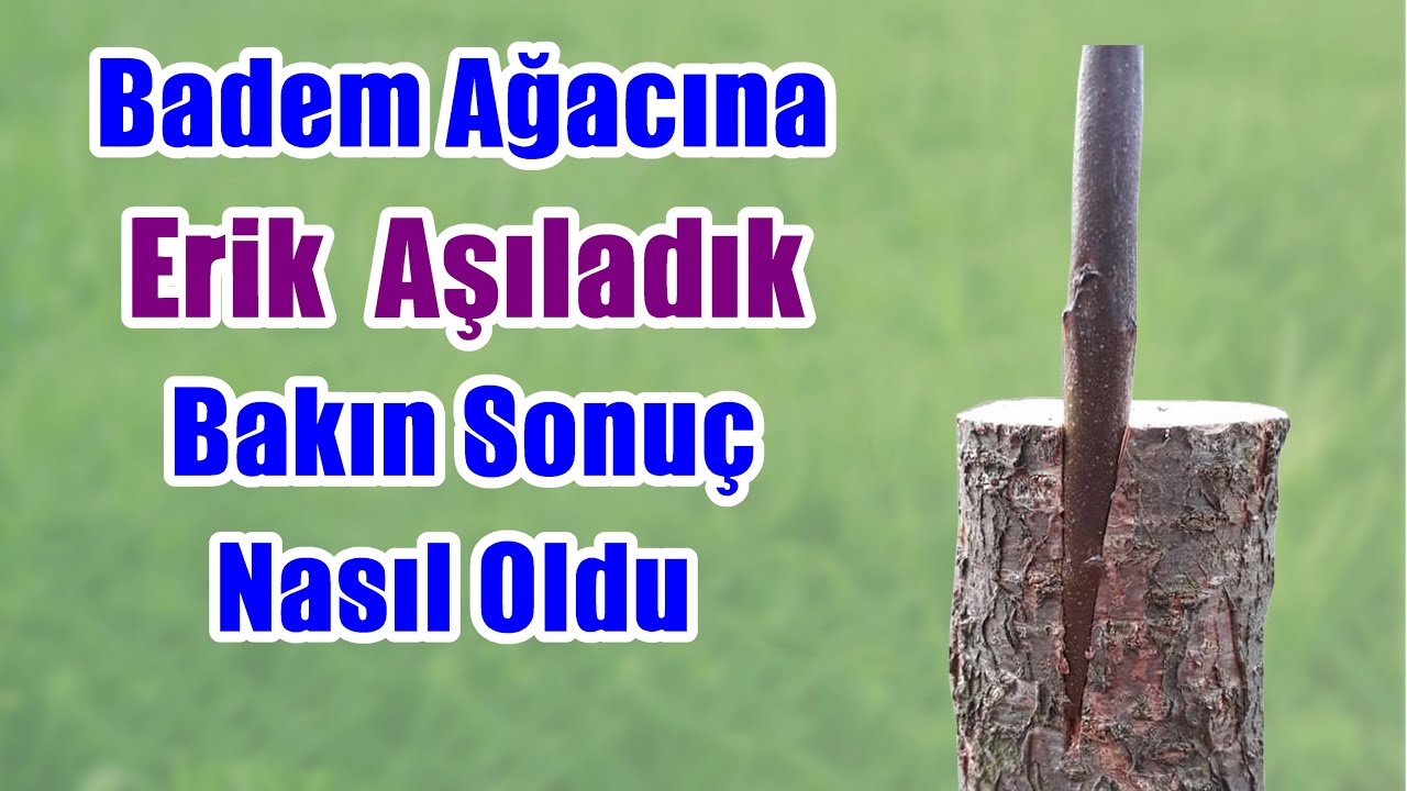 Bademe Erik Aşısı - Ağaçlarda aşı uygulaması - Yarma aşı