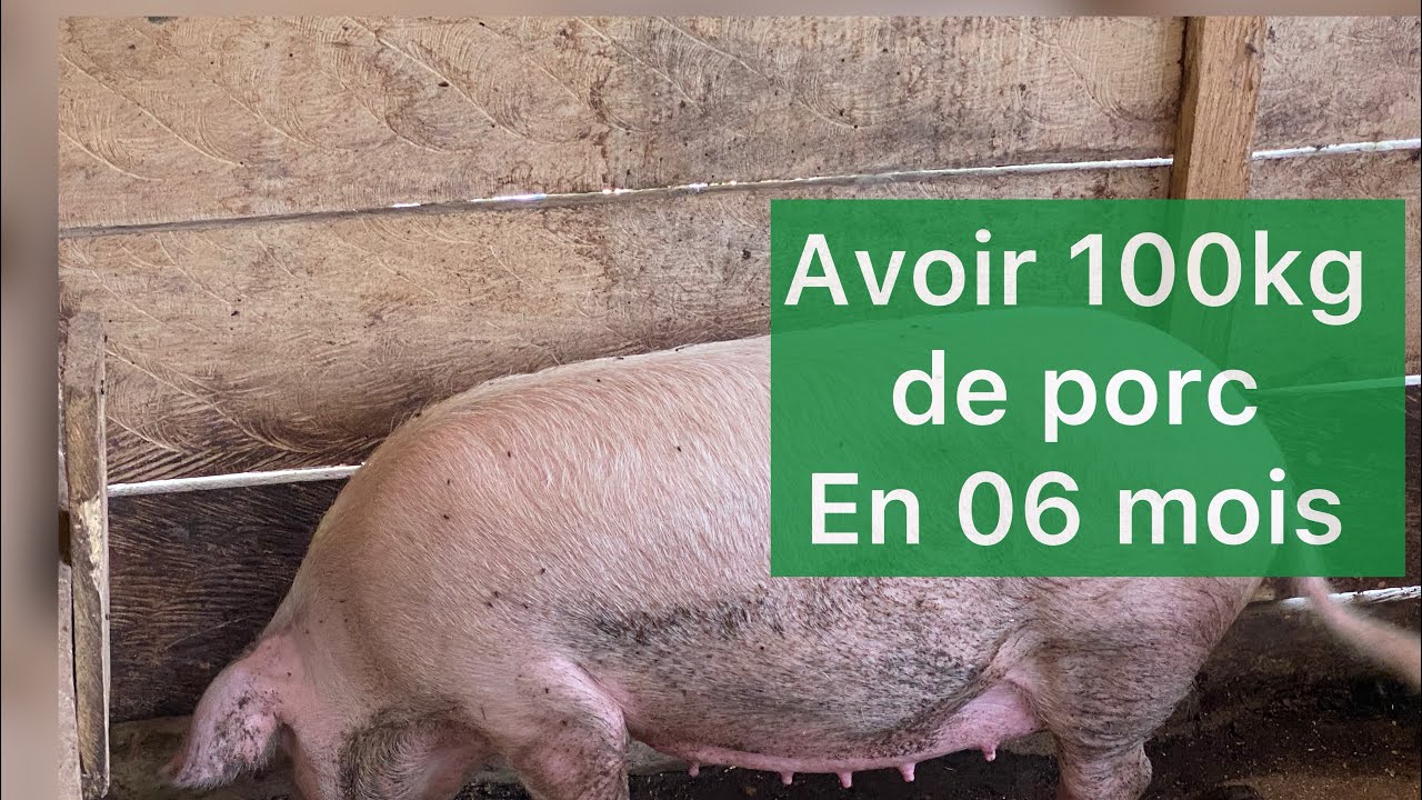 10 stratégies pour réussir l’élevage des porcs