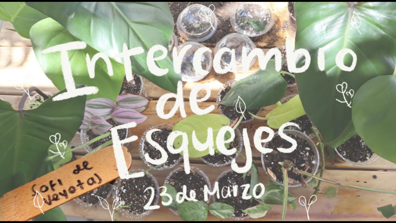 Trasplantando mis esquejes I Mi primer intercambio de esquejes🌱