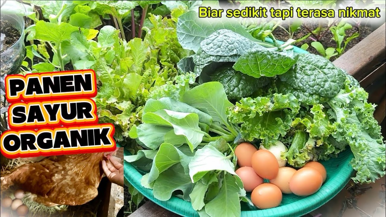 PANEN SAYUR ORGANIK JUGA TELUR DI HALAMAN RUMAH #panensayurorganik 