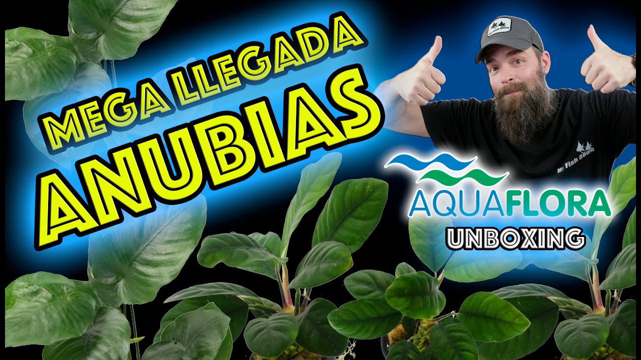 Mega llegada espectacular de Anubias Aquaflora UNBOXING