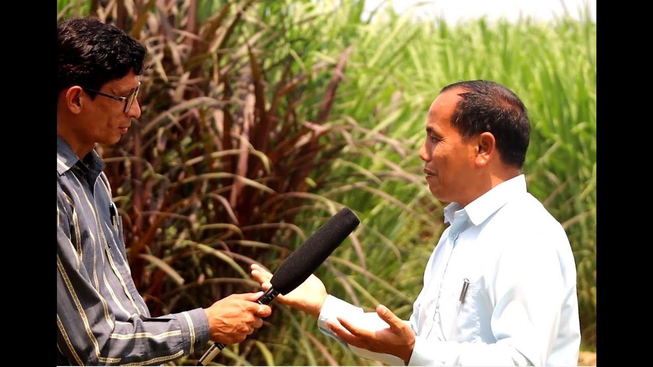 नेपियर घाँस खेती कसरी गर्ने? How to grow Napier grass?