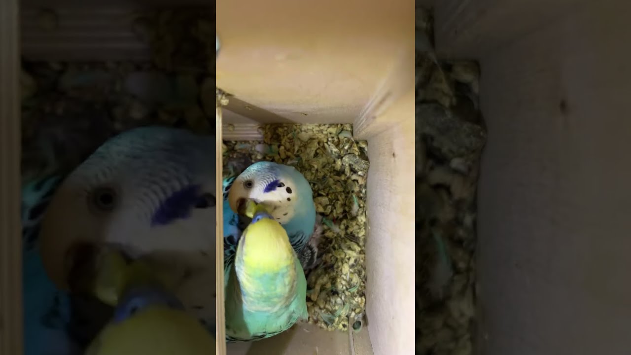 Parrot Lovers is live!