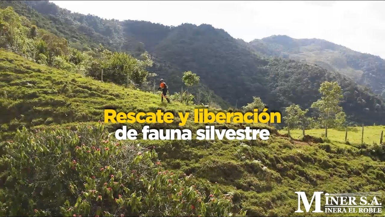 Rescates y liberaciones de fauna silvestres
